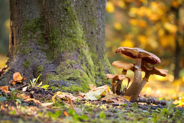 Photo of mushrooms