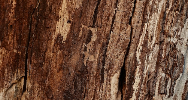 Photo photo of natual textured wooden surface