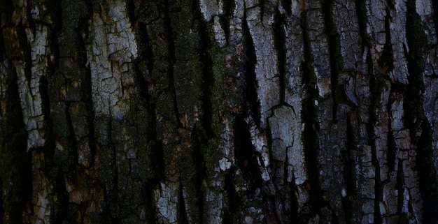 photo of natual textured wooden surface