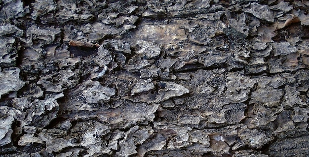 фото натуральной фактурной деревянной поверхности