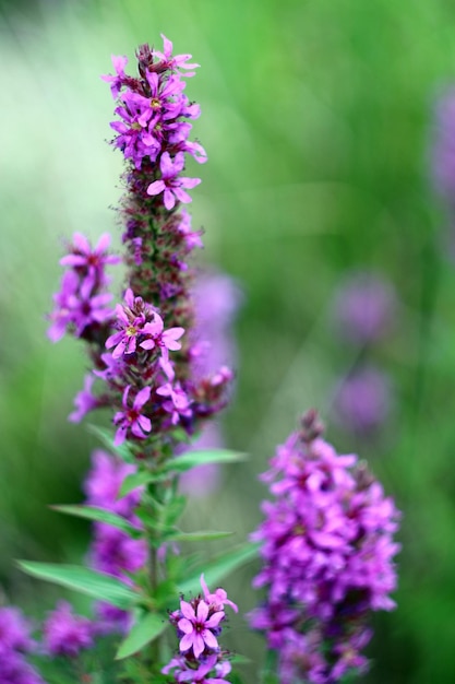 Photo of a nature walk