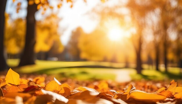 Photo nature yellow flower field blur background yellow plant calendula autumn