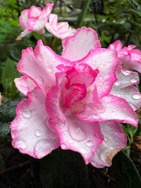 사진 아름다운 꽃이 피는 분홍색 장미의 사진 클로즈업