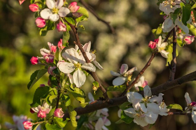 写真 花をかせているリンゴの木の写真