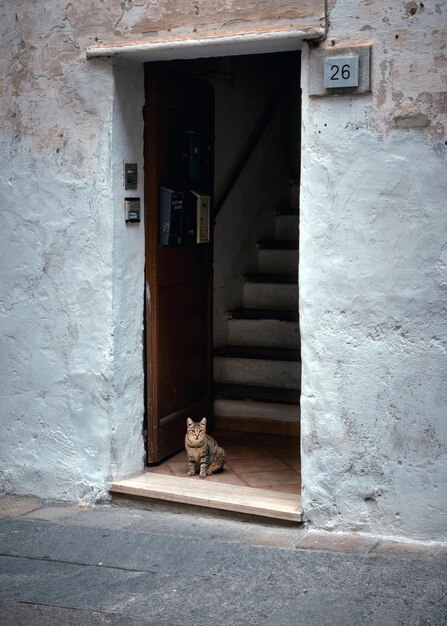 写真 イタリアの古い町の通りの出入り口に座っている猫の写真 ヴェンティミリア イタリア