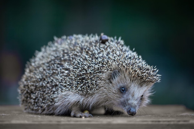 写真 かわいい若いハリネズミの写真