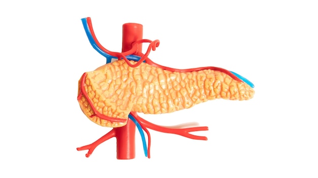 사진 귀하의 디자인에 대 한 흰색 배경에 췌장 모형의 사진