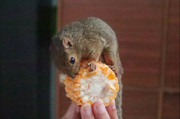 写真 飼い主のリスがトウモロコシを食べている写真