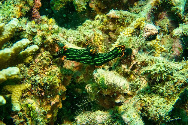 写真 抽象的な水生動物の写真