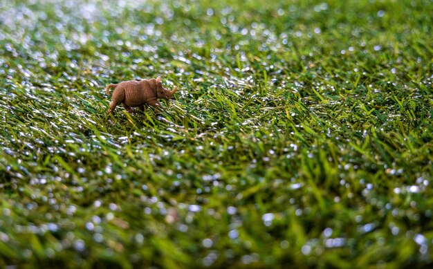 写真 自然の動物の写真 サイ