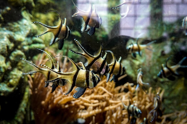 写真 アントワープ水族館の写真 エキゾチックな動物