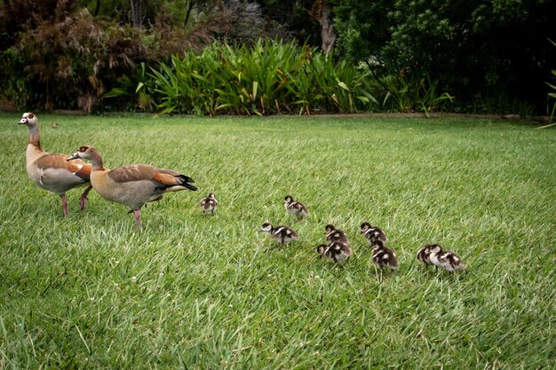 写真 赤ちゃんの写真 赤ちゃんの動物 鳥の写真