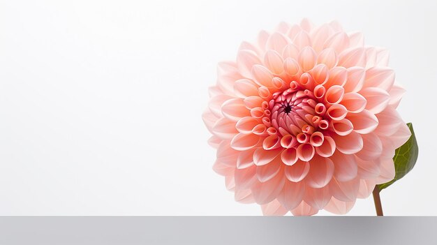 写真 白い背景に孤立した美しいダリアの花の写真