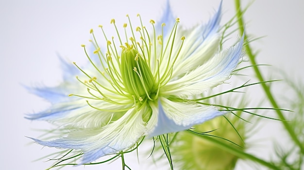 写真 白い背景に孤立した美しいラヴィナミストの花の写真