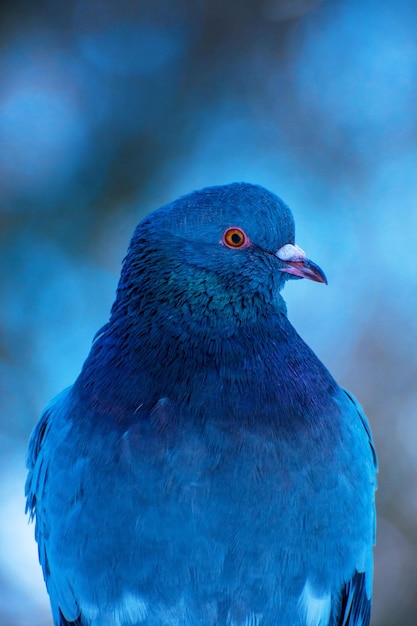 Фото Фото синего голубя зимой в лесу крупным планом