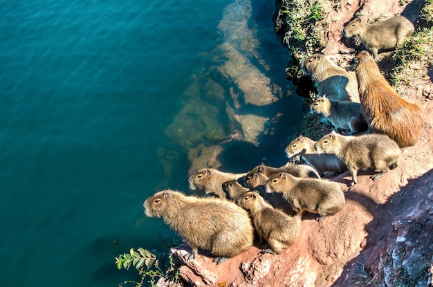 写真 水辺のカピバラの写真