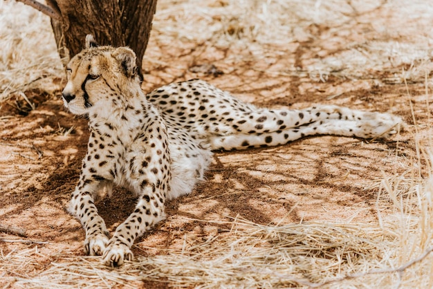 写真 芝生の中に横たわっているチータの写真