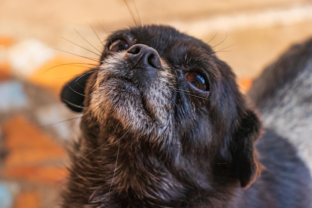 写真 かわいい小さな黒い色の犬種の子犬の写真