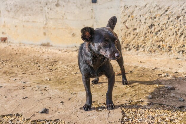 写真 かわいい小さな黒い色の犬種の子犬の写真