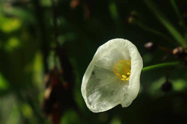 写真 雨水にさらされたデイジー花の芽の写真