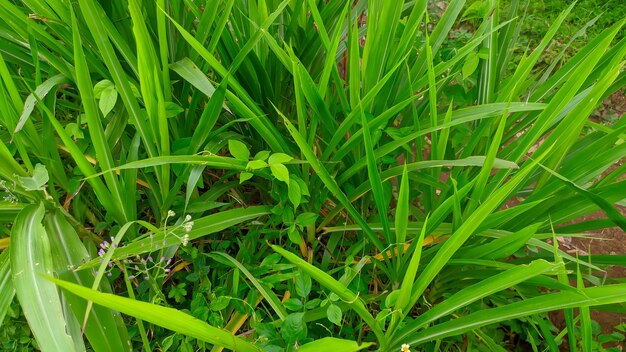 写真 新鮮な緑の野生の草の写真 アラン・アラン