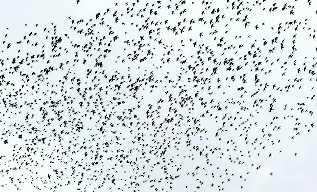 사진 깨끗한 하늘을 나는 많은 새들의 사진
