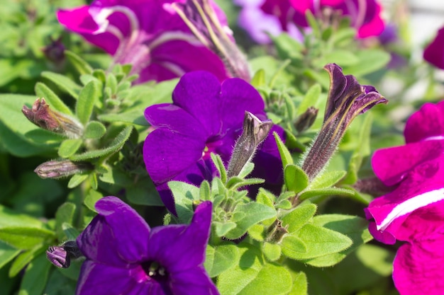 写真 紫のペトニアの花と緑の写真