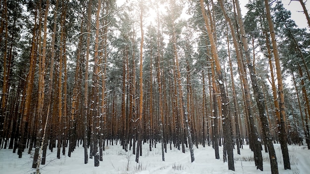 Фото заснеженных хвойных лесов холодным зимним утром