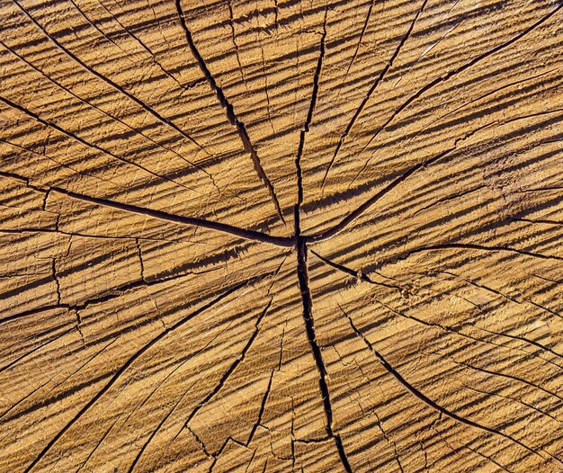 Photo of an old brown texture of a cross section of tree