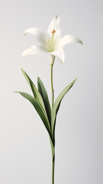 Photo of one stalk of lily flower isolated on white background