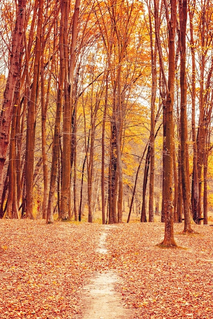 Photo of orange autumn forest with leaves and road