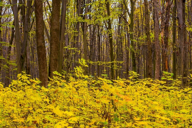 Photo of orange autumn forest with leaves