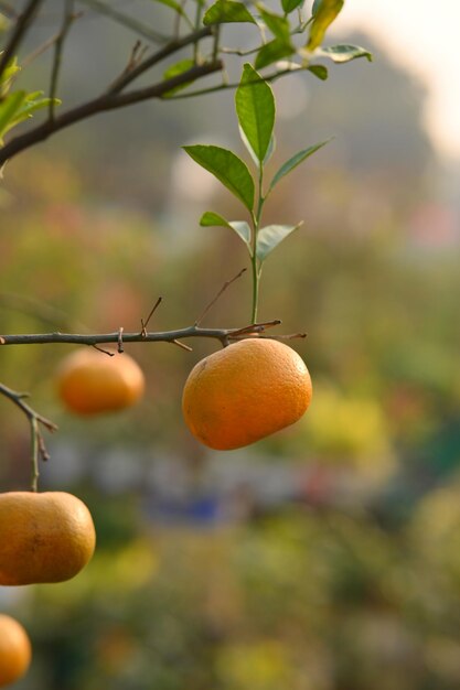 Photo of Orange Fruits hanging in tree