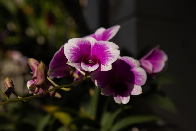 Photo of orchid flower blooming in the home garden