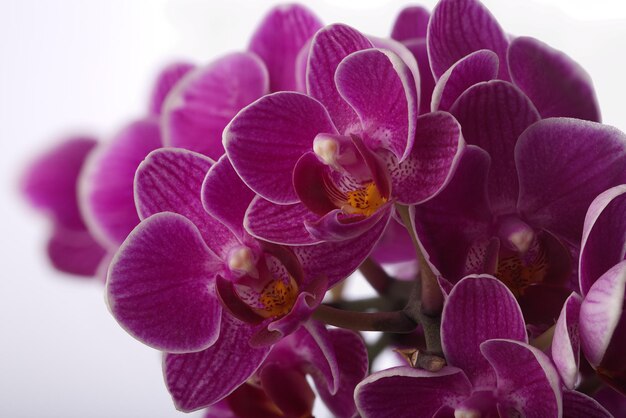 Photo of an orchid flower on a white background