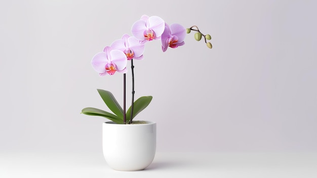 Photo of orchid in minimalist pot as houseplant for home decoration