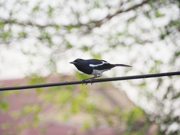 Photo of Oriental magpie robin