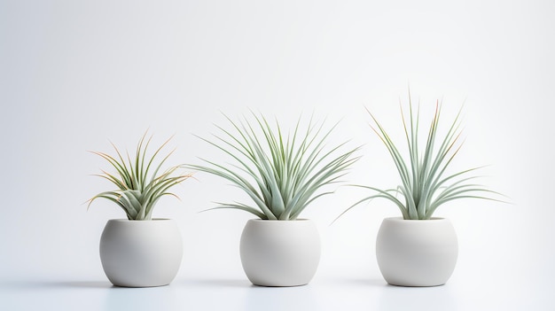 Photo of ornamental plants in minimalist pot as houseplant for home decoration