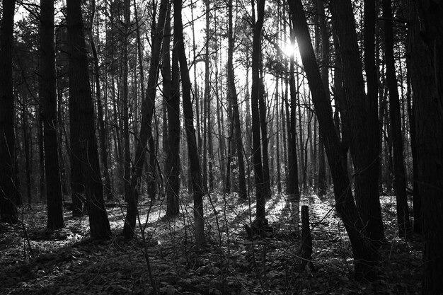 숲 에서 야외 레크리에이션 을 하는 사진