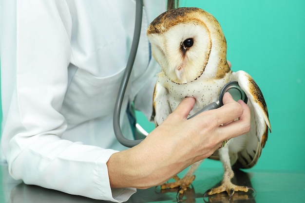 Photo of an owl in macro photography high resolution baby owl photo Barn Owl Tyto furcata analyzed