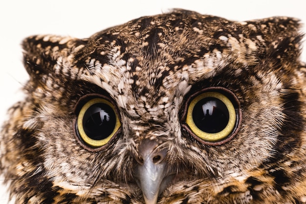 photo of an owl's face, big eyes.