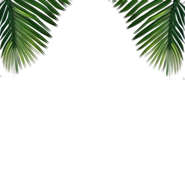 Photo palm leaves border frame on white background