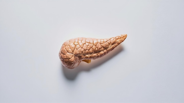 Photo photo of a pancreas mockup on a white background for your design