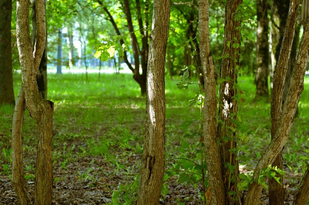 Photo park landscape green foliage and trees