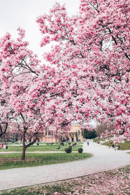 A photo of a park with a pink magnolia tree in the foreground