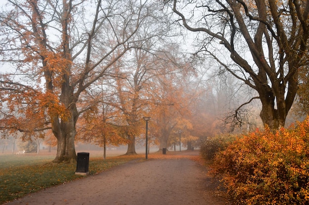 Photo of a path in park while foggy weather