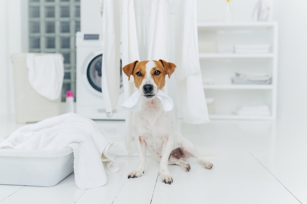 Photo of pedigree dog plays with white laundry poses in washing room basin with towels washer in background white console Playful animal