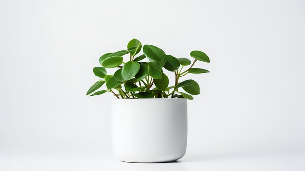 Foto foto di peperomia in vaso minimalista come pianta d'appartamento per la decorazione domestica