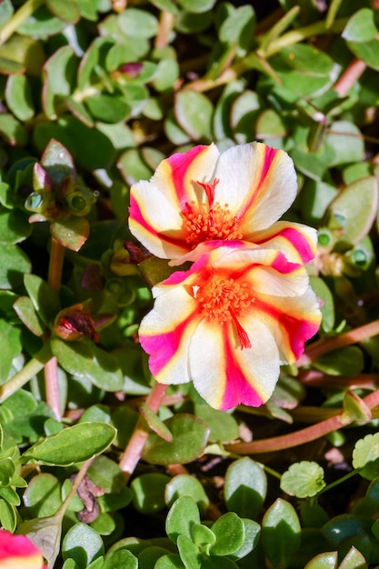 美しい咲く花の背景の写真画像