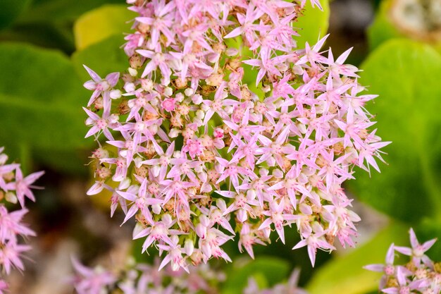 Photo photo picture of beautiful blooming flower background